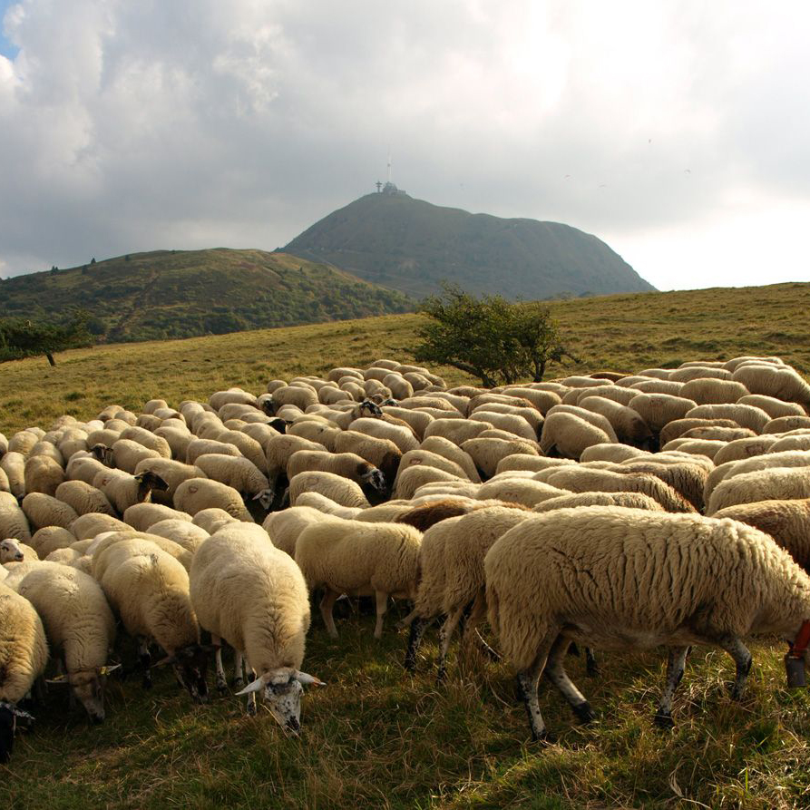 Terre de laine